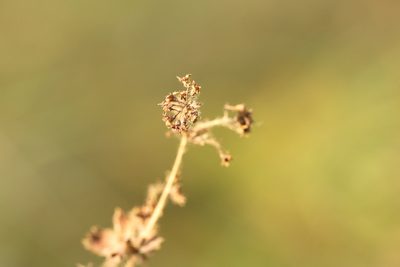 Alchemilla conglobata, photographed by Вячеслав Юсупов