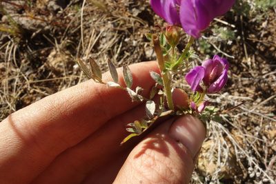 Astragalus davuricus, photographed by Aleksei Baushev