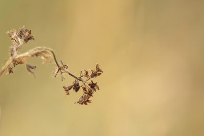 Alchemilla conglobata, photographed by Вячеслав Юсупов