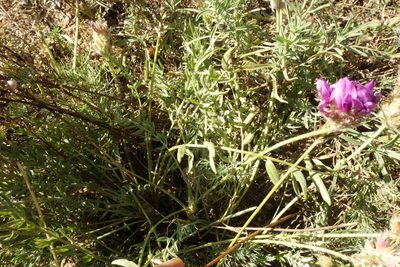 Oxytropis turczaninovii, photographed by Aleksei Baushev