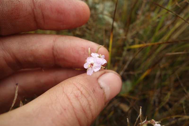 Dontostemon integrifolius, photographed by Aleksei Baushev