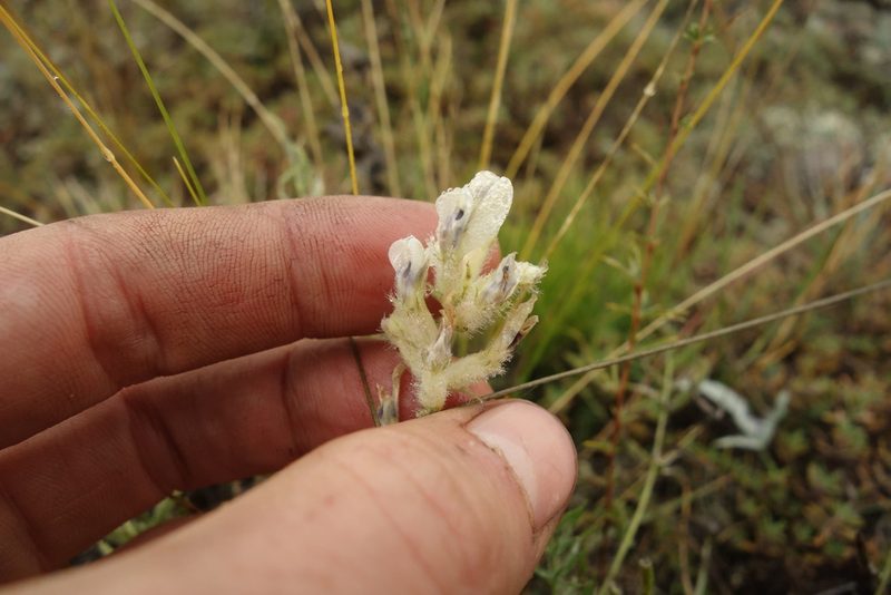 Oxytropis oxyphylla, photographed by Aleksei Baushev