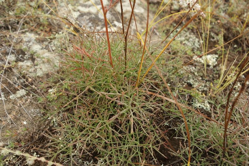Filifolium sibiricum, photographed by Aleksei Baushev