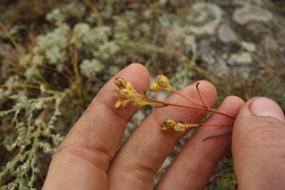 Filifolium sibiricum, photographed by Aleksei Baushev