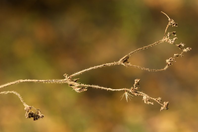 Alchemilla hirsuticaulis, photographed by Вячеслав Юсупов