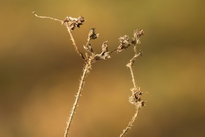 Alchemilla hirsuticaulis, photographed by Вячеслав Юсупов