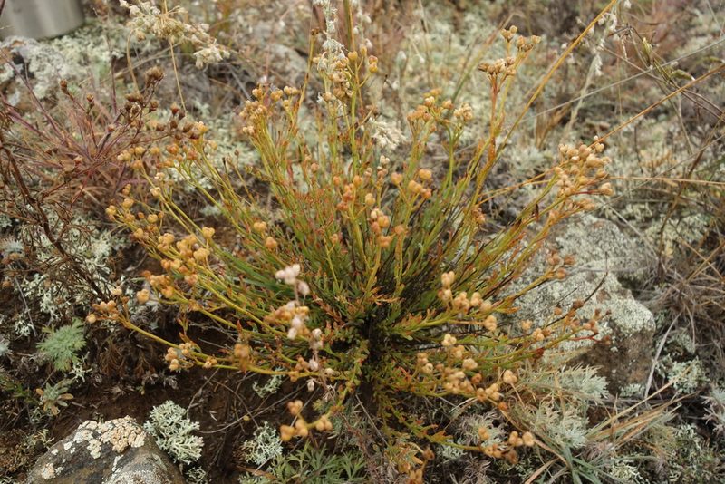 Haplophyllum dauricum, photographed by Aleksei Baushev