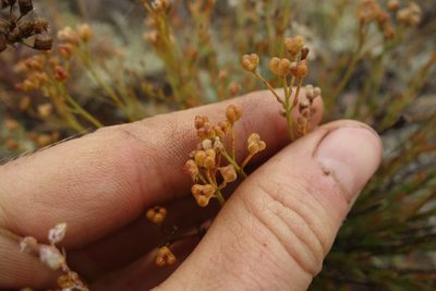 Haplophyllum dauricum, photographed by Aleksei Baushev