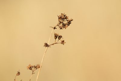 Alchemilla cymatophylla, photographed by Вячеслав Юсупов