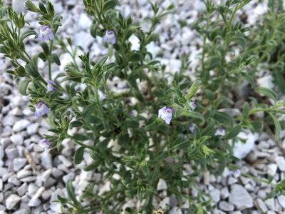 Chaenorhinum litorale, photographed by Pavel Kacl