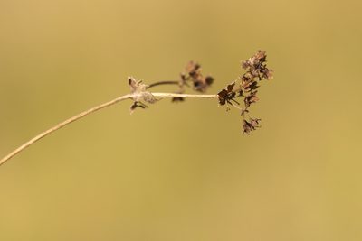 Alchemilla breviloba, photographed by Вячеслав Юсупов