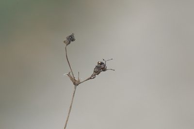 Alchemilla breviloba, photographed by Вячеслав Юсупов