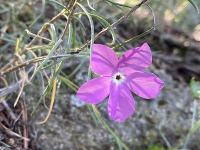 Phlox nana, photographed by Meghan Cassidy