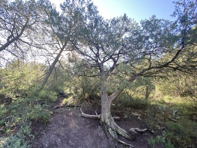 Juniperus flaccida, photographed by Meghan Cassidy