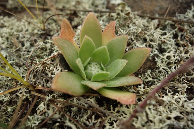 Orostachys malacophylla, photographed by Aleksei Baushev