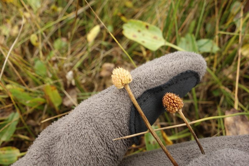 Halerpestes ruthenica, photographed by Aleksei Baushev