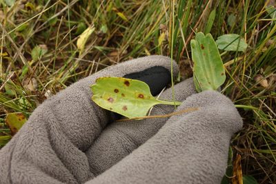 Halerpestes ruthenica, photographed by Aleksei Baushev