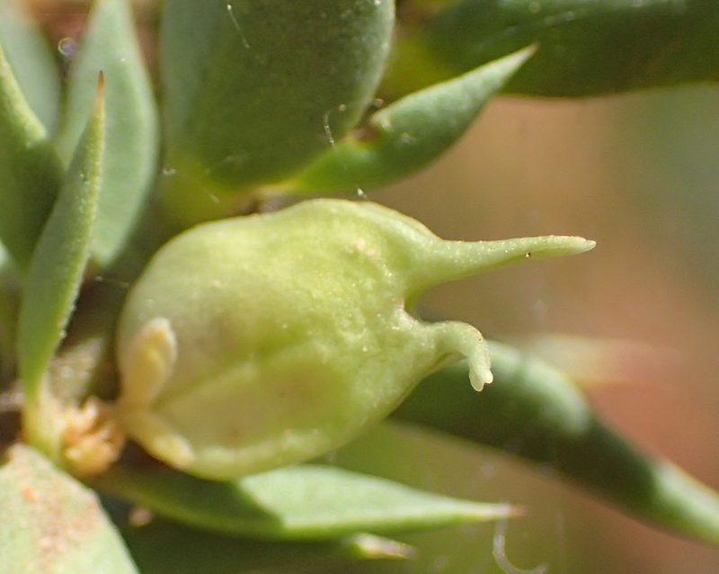 Muraltia cliffortiifolia, photographed by Nicola van Berkel