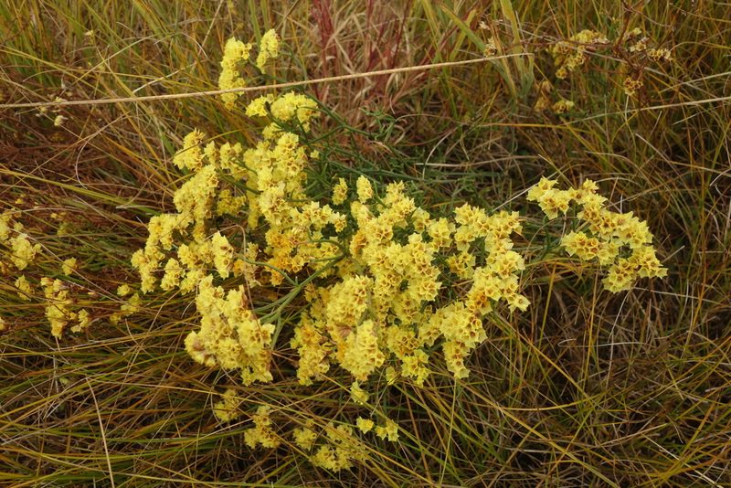 Limonium aureum, photographed by Aleksei Baushev