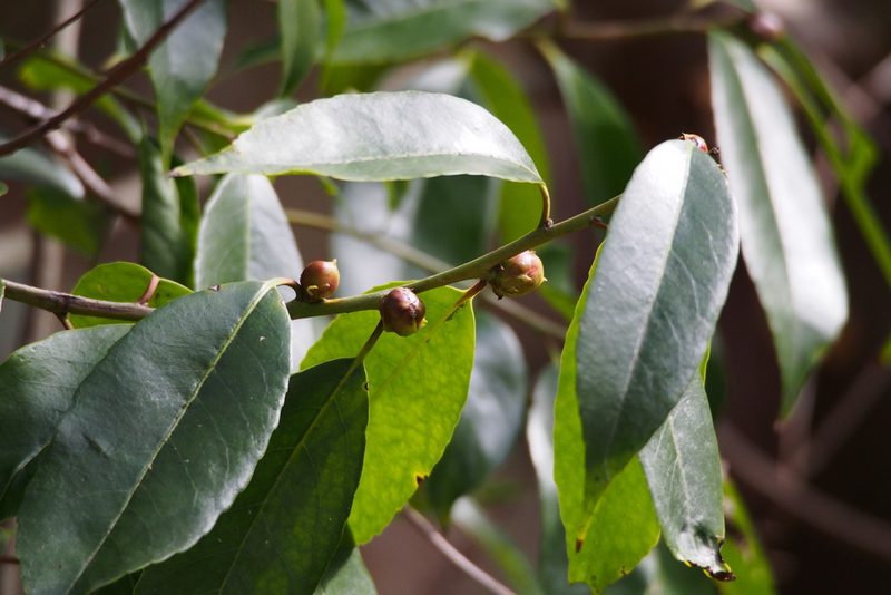 Ilex chinensis, photographed by harum.koh