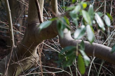 Ilex chinensis, photographed by harum.koh