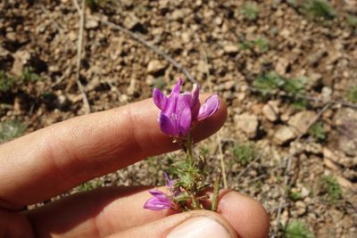 Astragalus davuricus, photographed by Aleksei Baushev