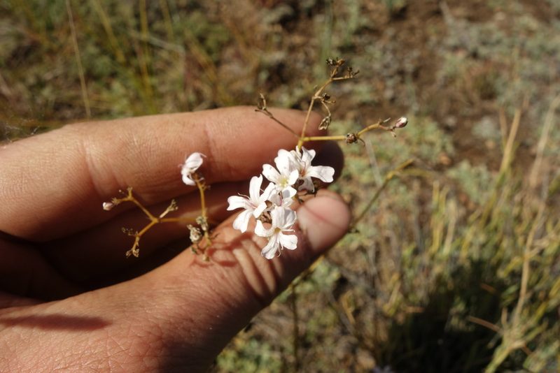 Gypsophila davurica, photographed by Aleksei Baushev