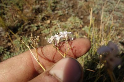 Gypsophila davurica, photographed by Aleksei Baushev