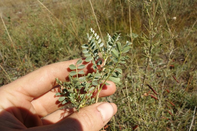 Caragana buriatica, photographed by Aleksei Baushev