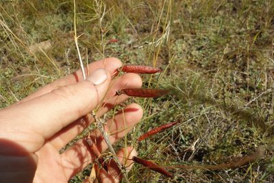 Caragana buriatica, photographed by Aleksei Baushev
