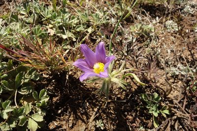 Pulsatilla turczaninovii, photographed by Aleksei Baushev