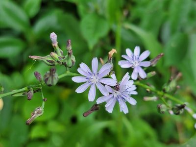 Lactuca floridana, photographed by Elias