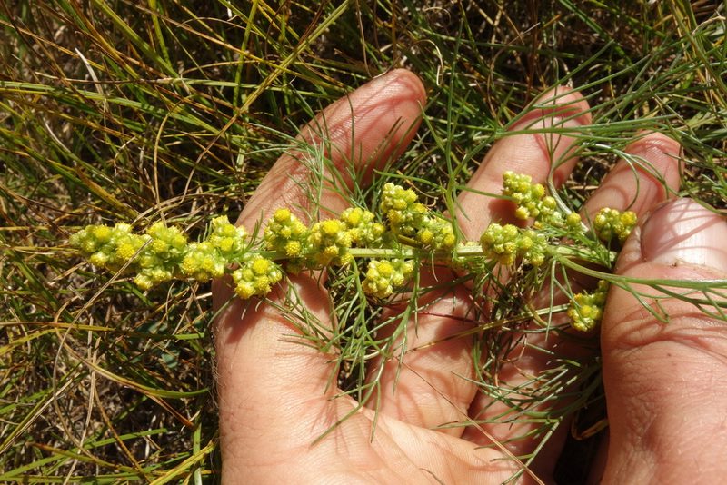 Artemisia palustris, photographed by Aleksei Baushev
