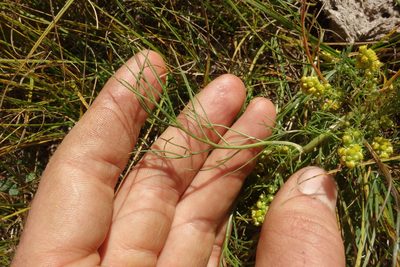 Artemisia palustris, photographed by Aleksei Baushev