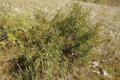 Rhamnus erythroxylum, photographed by Aleksei Baushev