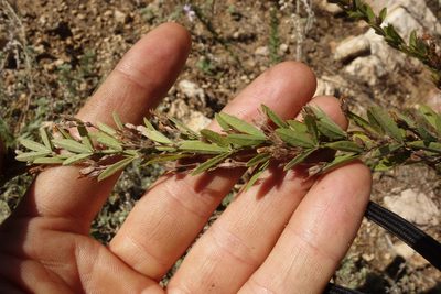 Lespedeza juncea, photographed by Aleksei Baushev
