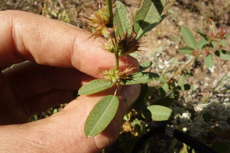 Lespedeza daurica, photographed by Aleksei Baushev