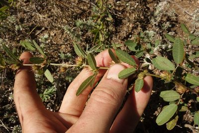 Lespedeza daurica, photographed by Aleksei Baushev