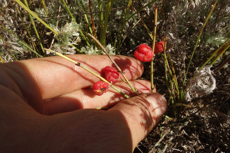 Ephedra monosperma, photographed by Aleksei Baushev
