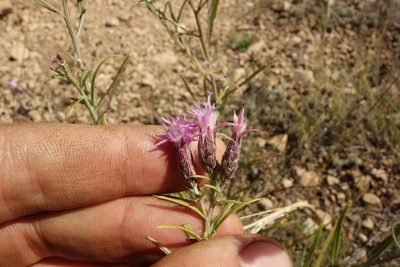 Saussurea salicifolia, photographed by Aleksei Baushev
