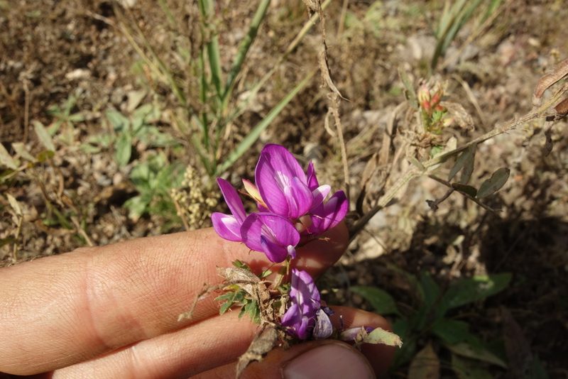 Astragalus davuricus, photographed by Aleksei Baushev