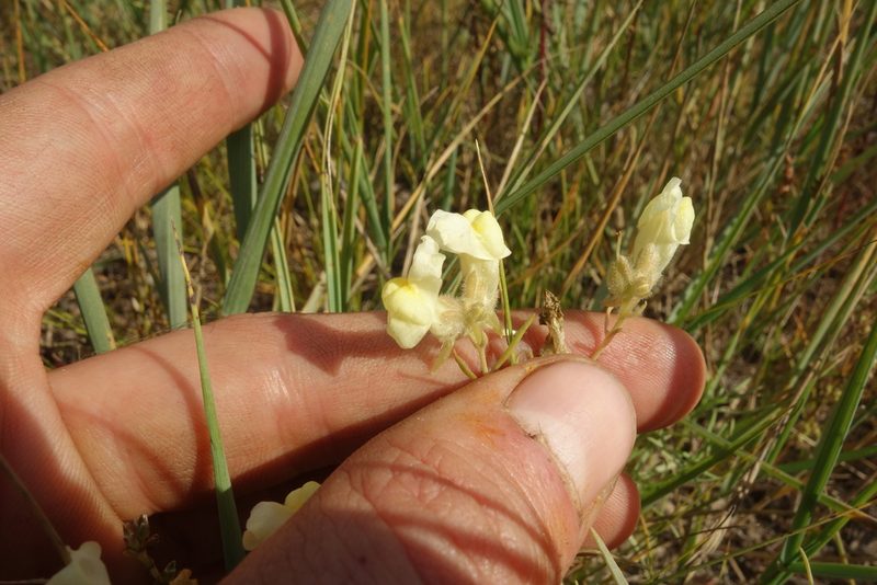 Linaria buriatica, photographed by Aleksei Baushev