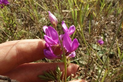 Astragalus davuricus, photographed by Aleksei Baushev