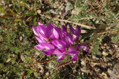 Astragalus davuricus, photographed by Aleksei Baushev