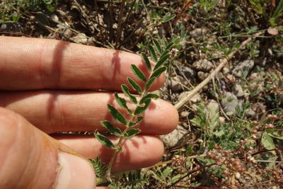 Astragalus davuricus, photographed by Aleksei Baushev