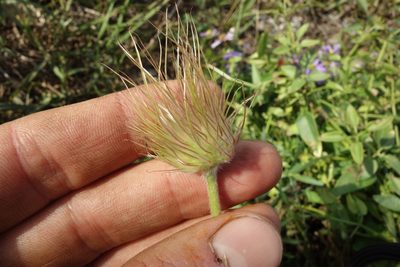 Pulsatilla turczaninovii, photographed by Aleksei Baushev