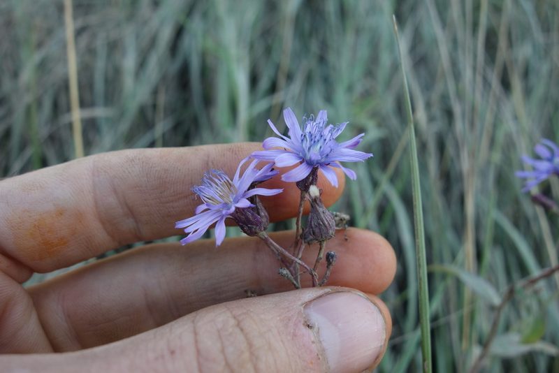 Lactuca sibirica, photographed by Aleksei Baushev