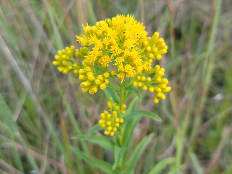 Solidago riddellii, photographed by Elias