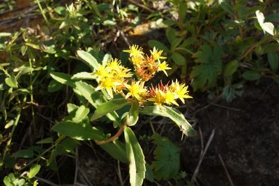 Phedimus aizoon, photographed by Aleksei Baushev