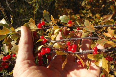 Ribes diacantha, photographed by Aleksei Baushev